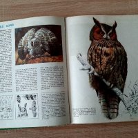 Детска енциклопедия за грабливите птици на Европа1990г, снимка 3 - Енциклопедии, справочници - 39370364