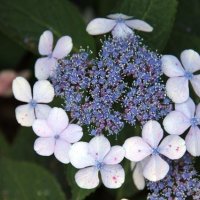 Хортензия ‘Либел’, снимка 2 - Градински цветя и растения - 40492899