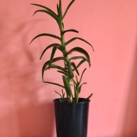 Тригодишно лечебно растение алое Вера , снимка 7 - Стайни растения - 36654510