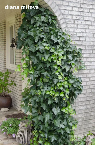 Обикновен бръшлян (hedera helix), студоустойчив, снимка 1