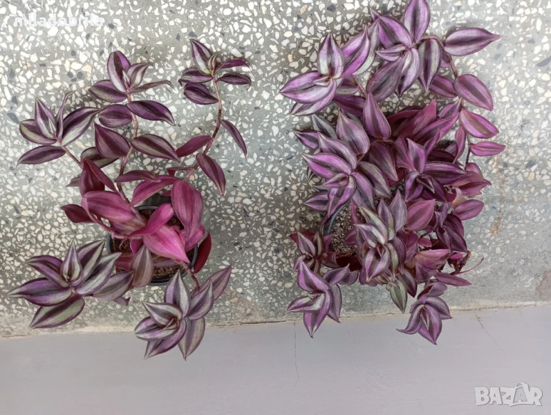 Традесканция, снимка 1