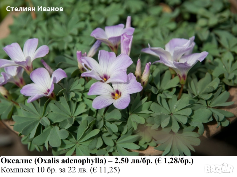 Оксалис (Oxalis adenophylla) – луковици, снимка 1