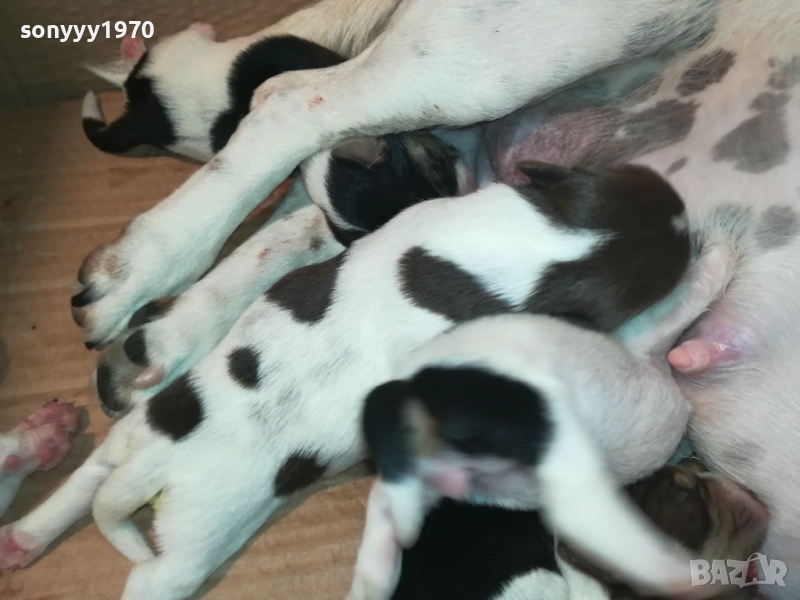 Джак Ръсел териер (Jack Russell Terrier) 2408250735, снимка 1