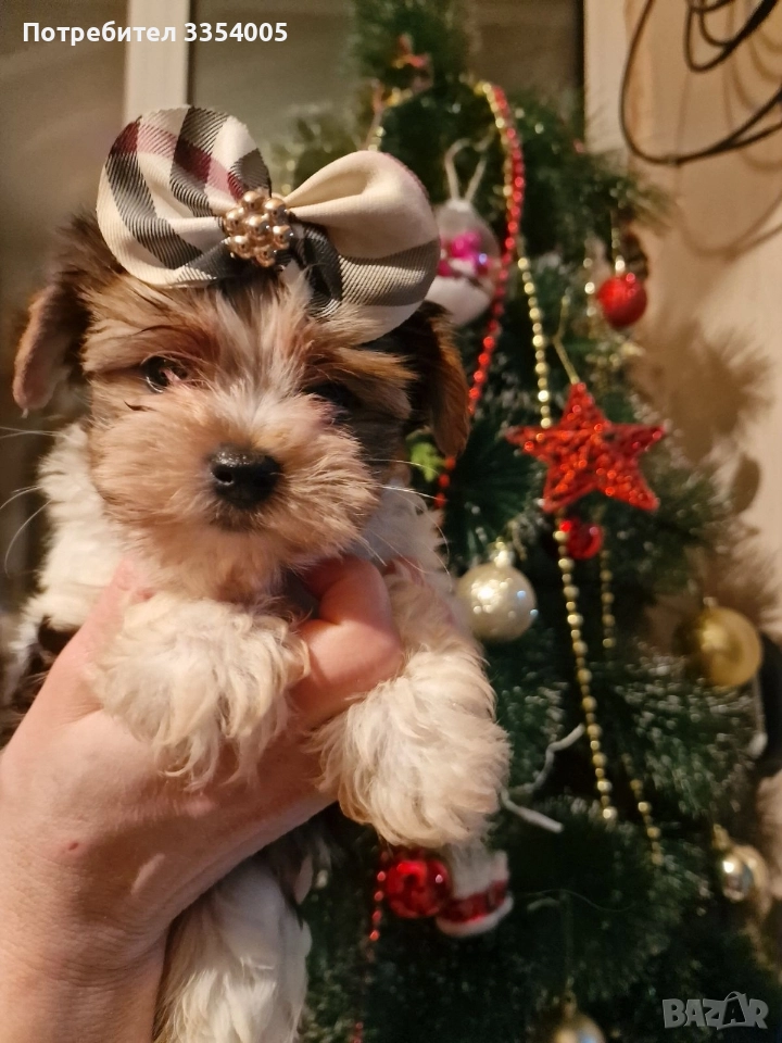 мъжко йорки бивър уникални кученца , снимка 1