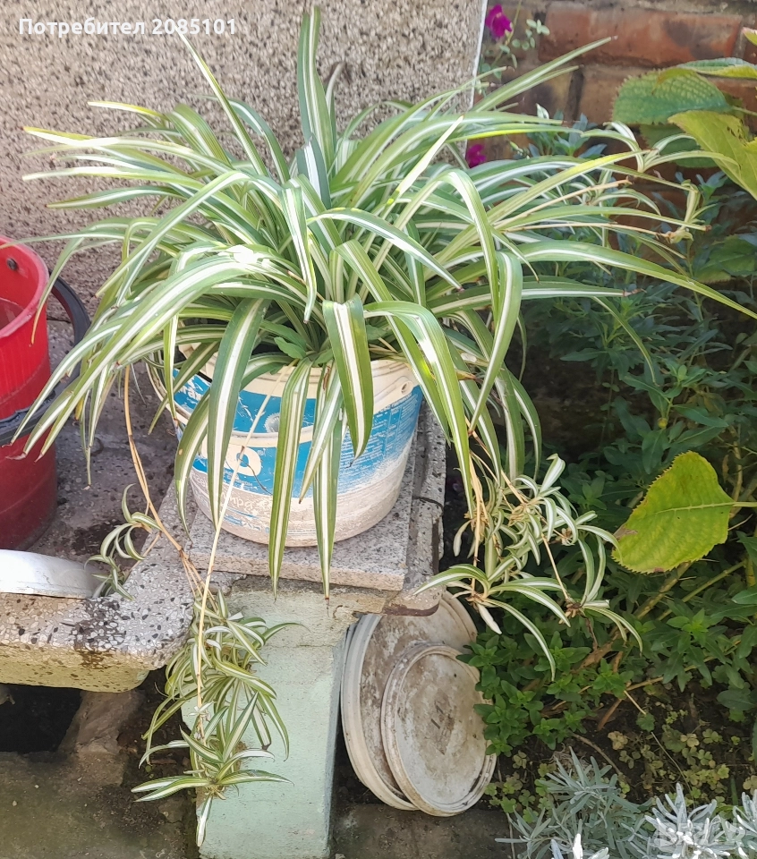 Хлорофитум – Chlorophytum comosum, снимка 1