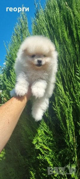 померан, снимка 1