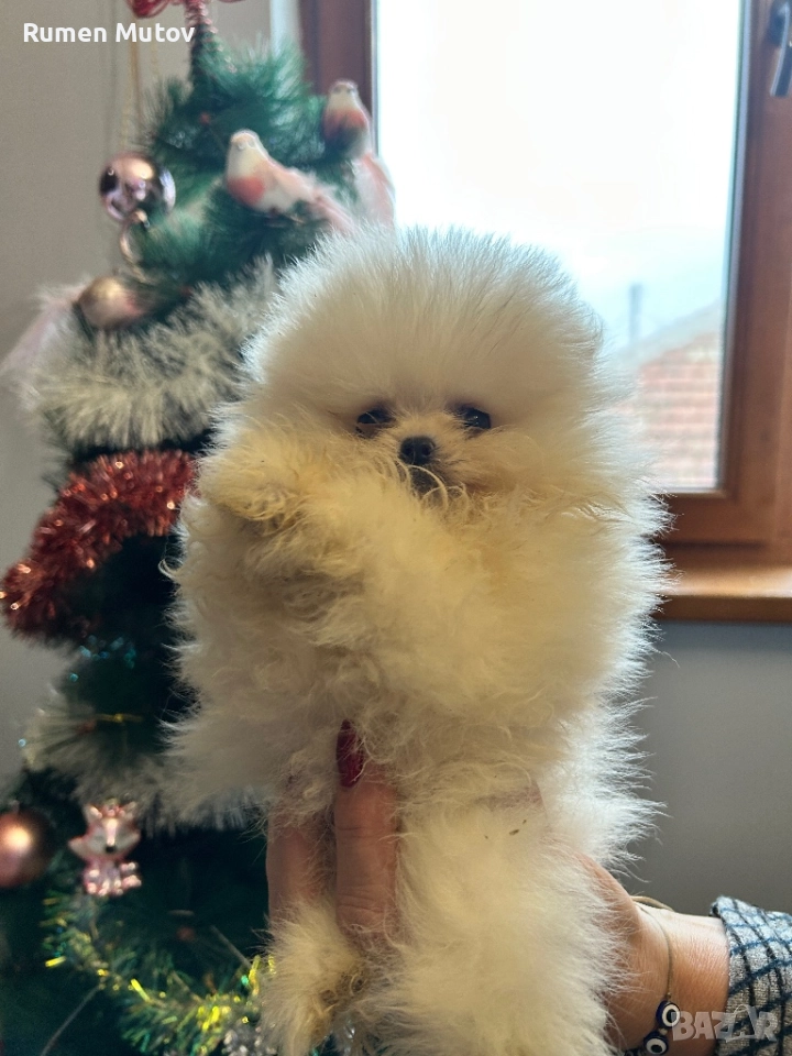 Померан , снимка 1