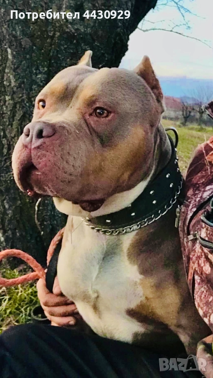 American bully XL, снимка 1