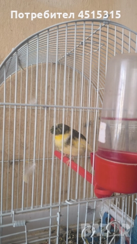 Male Canary Gloster, снимка 7 - Канари - 52115676
