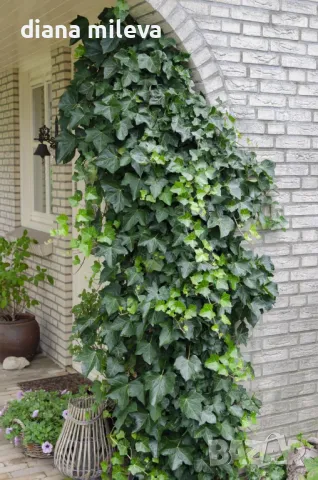 Обикновен бръшлян (hedera helix), студоустойчив