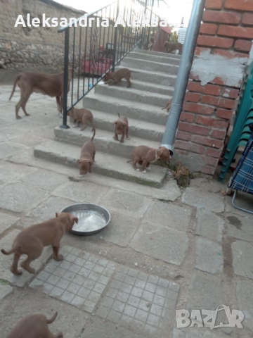 Продавам породисти питбулчета, снимка 16 - Питбул - 52281077