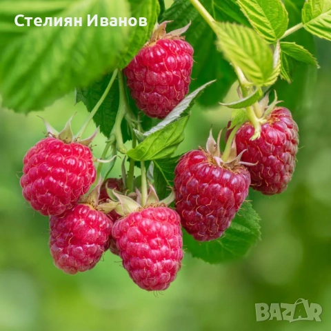 Черна малина (Black Jewel), снимка 4 - Градински цветя и растения - 52354340