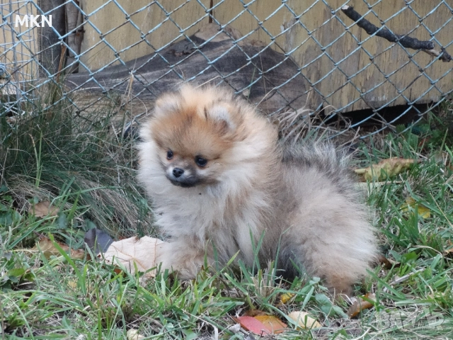 Померан, снимка 7 - Померан - 51940550