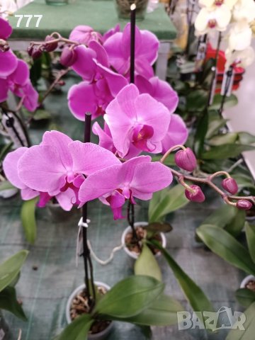 орхидеи , снимка 2 - Стайни растения - 43765955