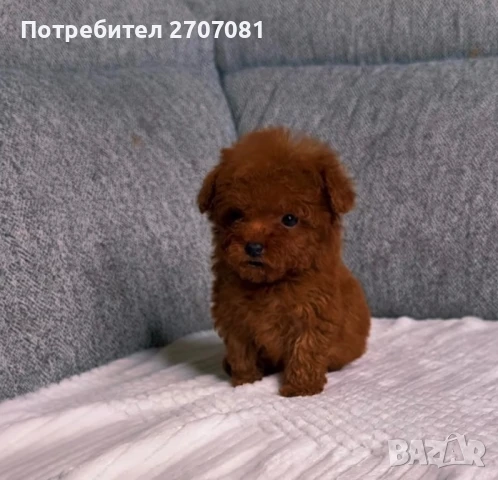 Teacup Пудел, снимка 4 - Пудели - 51360636