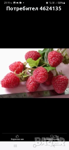 Продавам расад ягоди и малини, снимка 9 - Сортови семена и луковици - 53573340