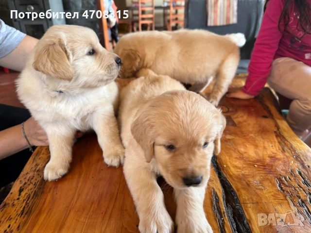 Голдън ретривър момче , снимка 3 - Голдън ретривър - 53384772