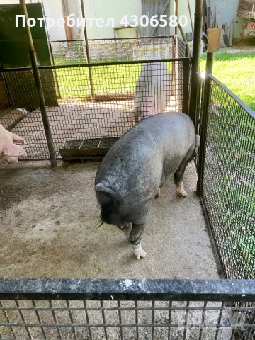 Мъжко прасе- нерез, снимка 1