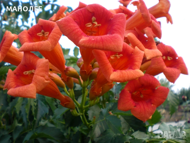 🪷🪴🪷Текома🪷🪷🪻