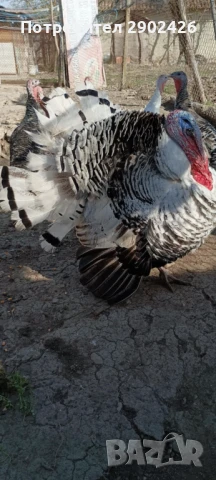 Продавам пуйки и пуяци, снимка 5 - Кокошки и пуйки - 50515456