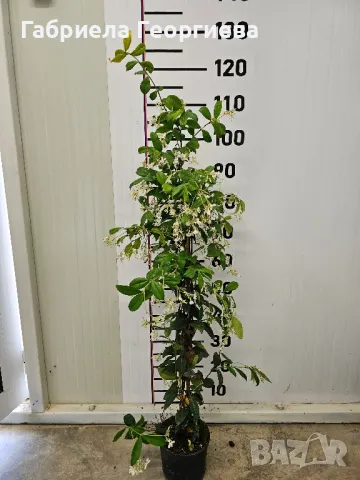 Звездовиден жасмин , снимка 2 - Градински цветя и растения - 50369810