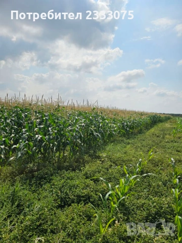 Продавам 24,860 дка земя в землището на с. Крислово, обл. Пловдив, снимка 4 - Земеделска земя - 53530333