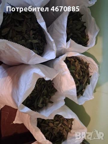 Дафинов лист, снимка 3 - Градински цветя и растения - 52678362