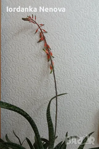 Гастерия, снимка 2 - Стайни растения - 49769316