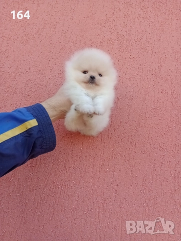 Женски миниатюрни мини Померани. Реални снимки!, снимка 4 - Померан - 52688511