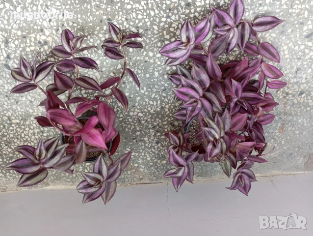 Традесканция