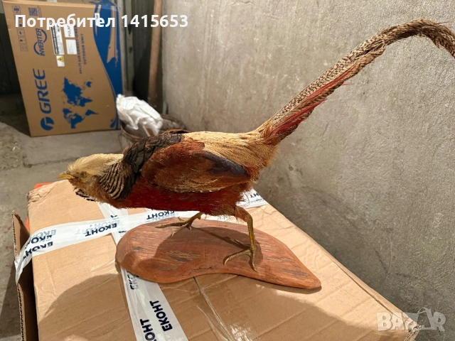 Продавам препариран фазан