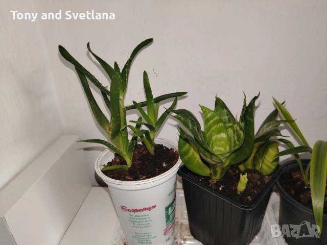 стайни цветя- комплект Хоя + Хлорофитум + Сансевиера + Алое , снимка 4 - Стайни растения - 53271186