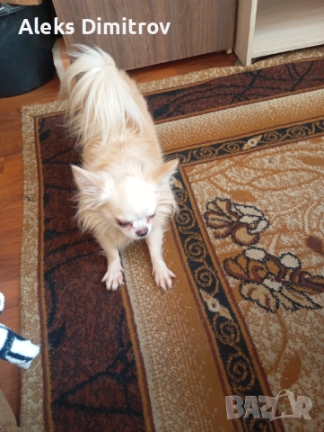 продавам чихуахуа дългокосместо , снимка 3 - Чихуахуа - 52928633