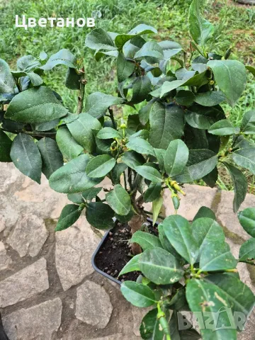 ЛИМОН ЛУНАРИО - 4 сезона, снимка 4 - Стайни растения - 50250754