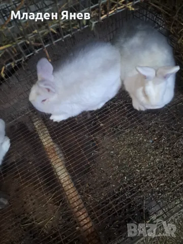 Новозеландски зайци, снимка 6 - Други - 43593956