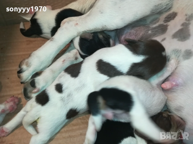 Джак Ръсел териер (Jack Russell Terrier) 2408250735