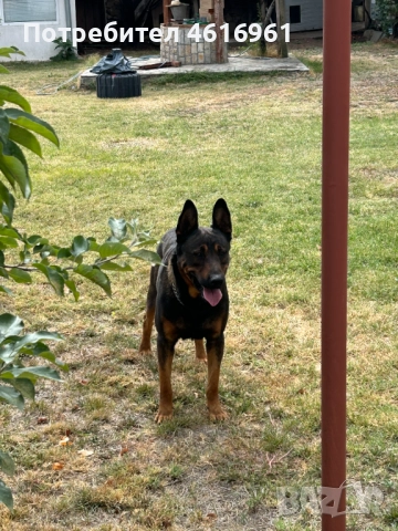 Предлагам Белгийска овчарка, снимка 3 - Белгийска овчарка - 52403901