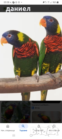 Многоцветно Лори