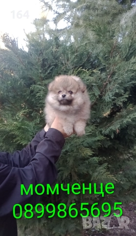 Мъжки Померан. Реални снимки от 29.12.25 г. , снимка 5 - Померан - 52946020