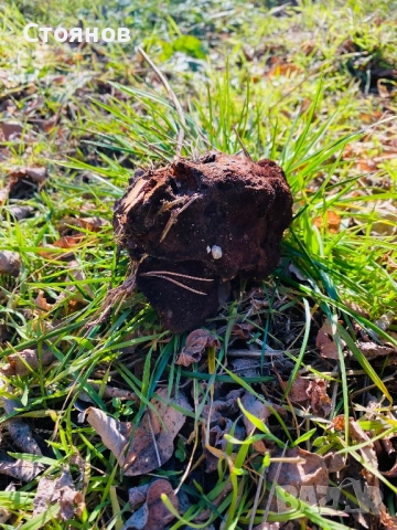 Прахан от бял бор за разпалване на огън и оцеляване, снимка 5 - Палатки - 52933722