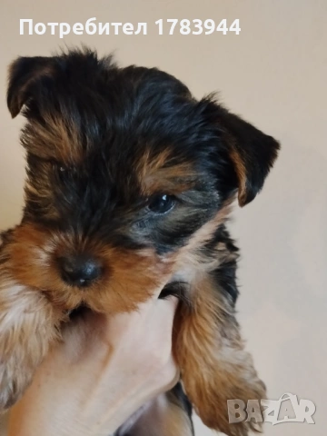Женско йорки родено на 12.12.2025, снимка 6 - Йоркширски териер - 53285579