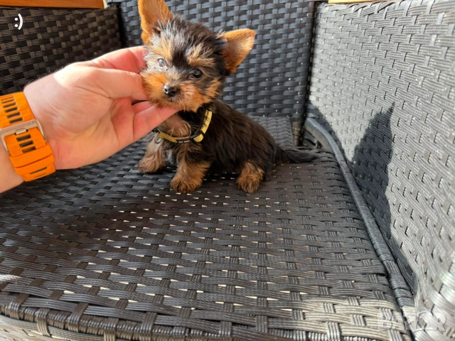 Мини Йоркширски териер Актуално от 5.12.2025, снимка 4 - Йоркширски териер - 52655000