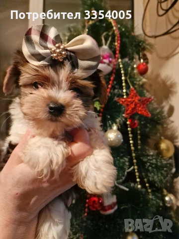 мъжко йорки бивър супер цена 