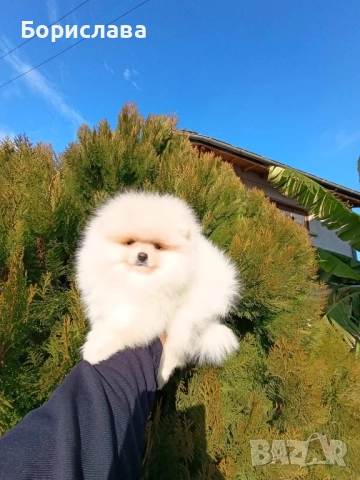 Момченца померани търсят любящи стопани , снимка 4 - Померан - 52790691