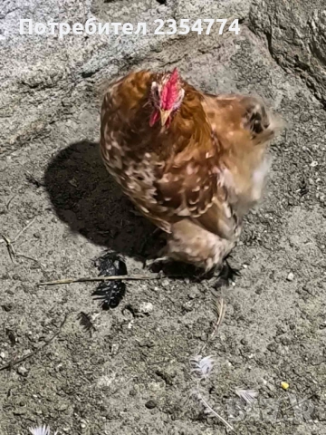 кокошки мини кохини, снимка 5 - други­ - 52681882