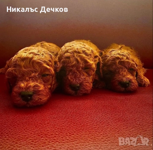 Tea Cup Пуделчета 