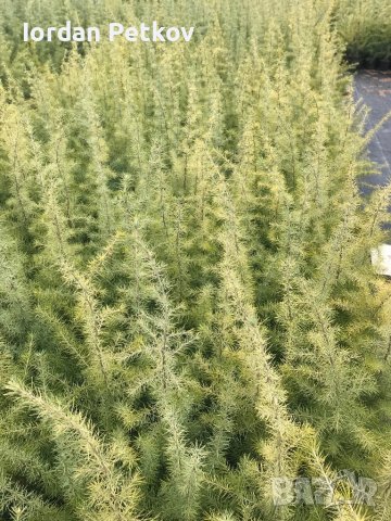 Хималайски кедър, снимка 2 - Градински цветя и растения - 40113830