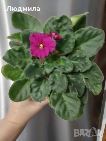 Африканска теменужка/Saintpaulia/Сенполия , снимка 3 - Стайни растения - 52512046