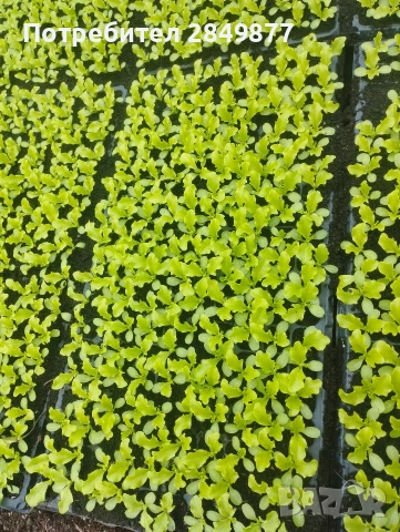 Разсад салати Отис, Фънфикс, Фрисади , снимка 3 - Разсади - 53057261