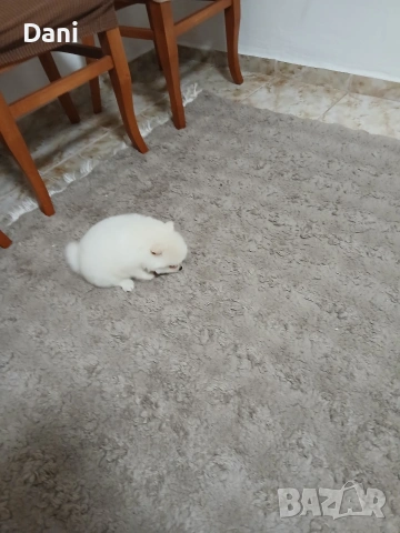 Mini Pomeran , снимка 10 - Померан - 53417593